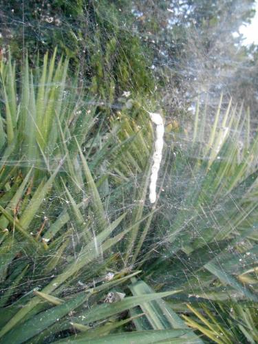 Réf. 213 953 : Cyrtophora citricola